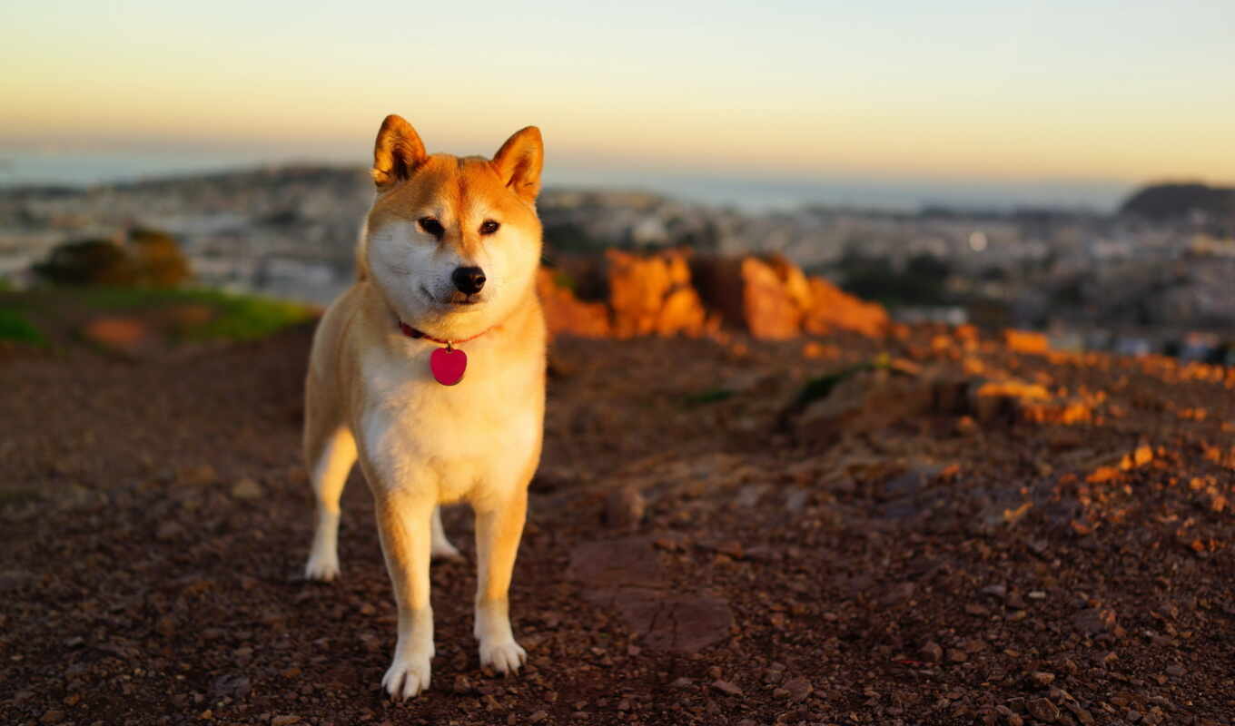 sunset, dog, dogs, akita