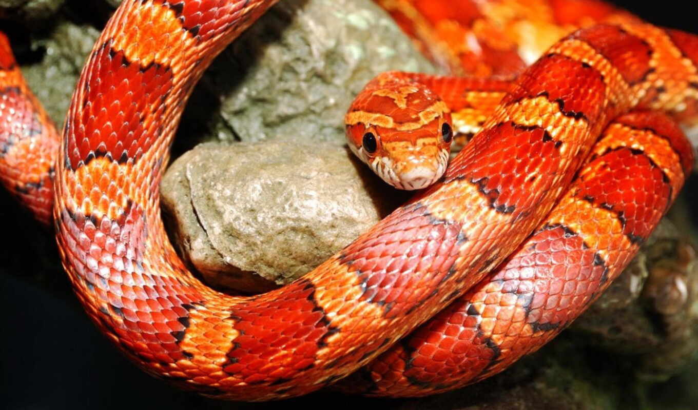 head, beautiful, snakes, snake, reptile, orange, color, hurrah