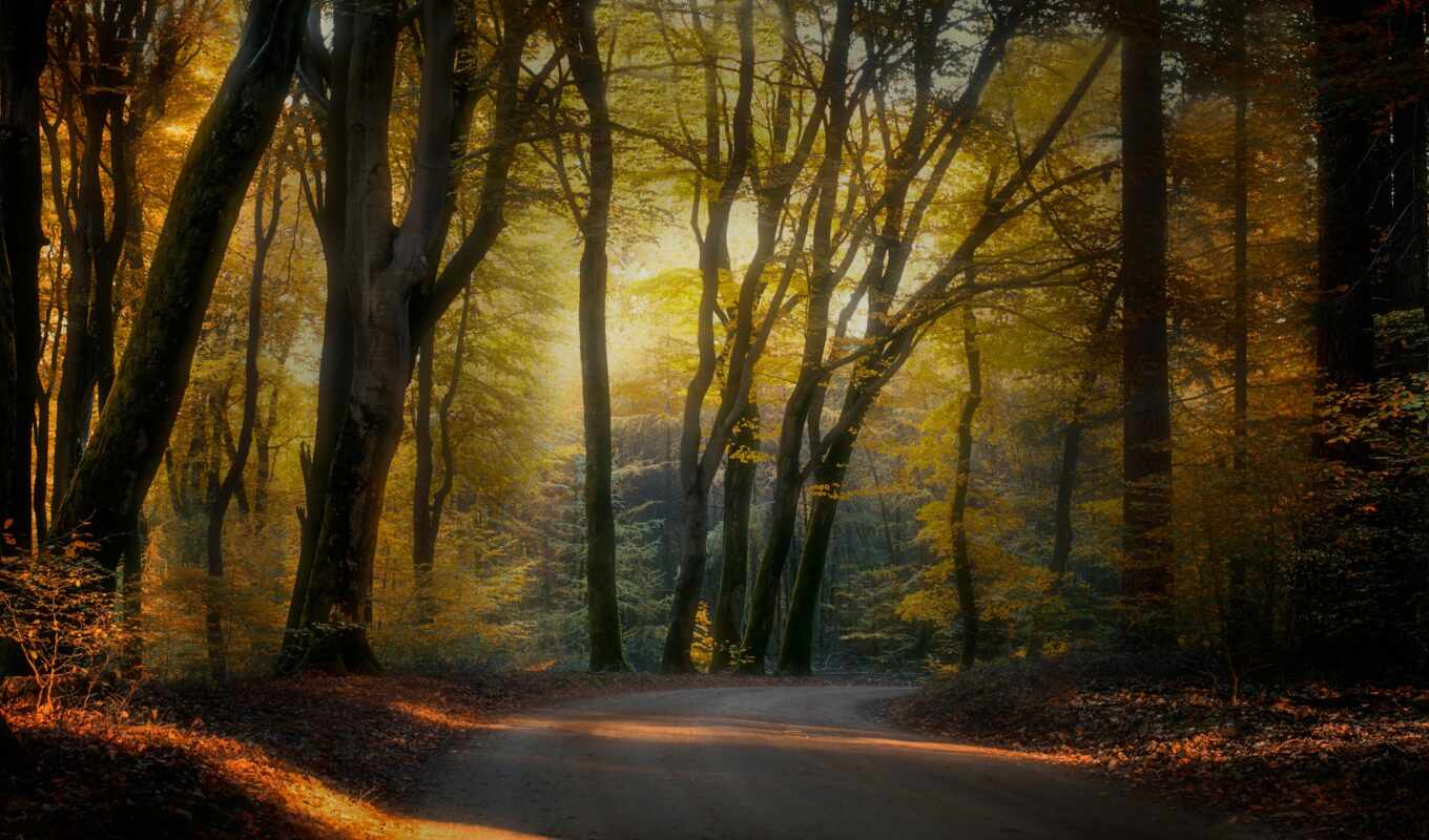 природа, дерево, лес, дорога, нидерланды, осень, тег, fore