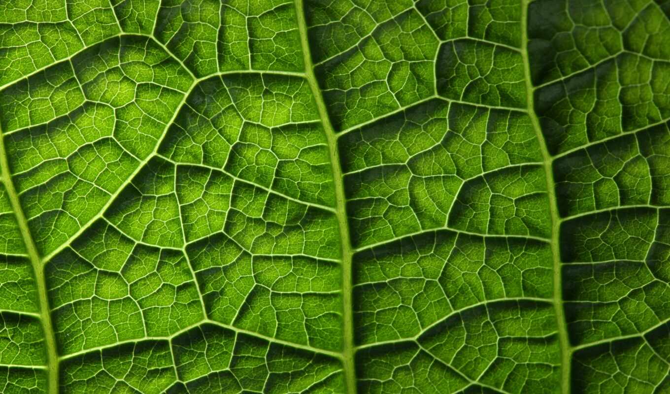 nature, wall, sheet, texture, green, plant, leaf, photo wallpapers
