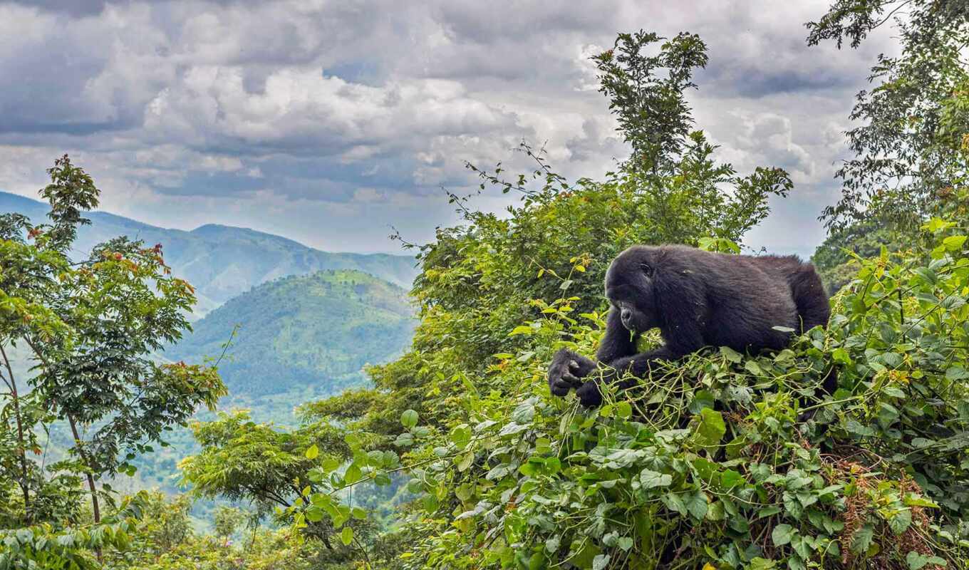 safari, uganda, ruanda