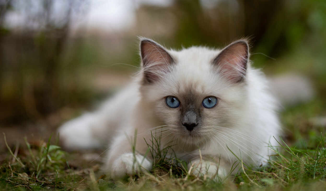 blue, picture, eye, cat, to find, breed, kitty, fluffy, thous