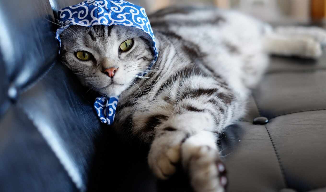 cat, sofa, handkerchief, stripping, lie