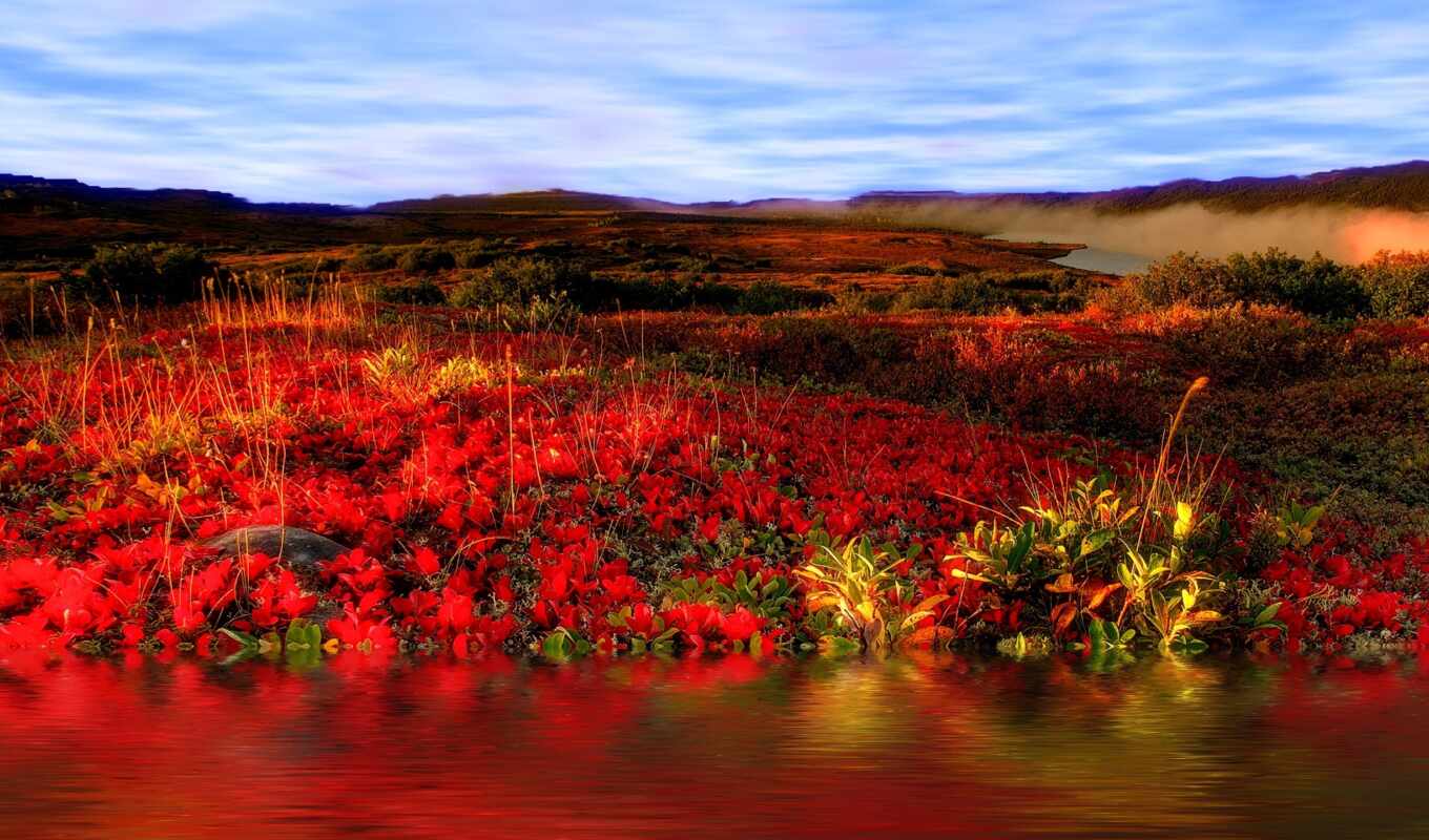 nature, sky, photo, flowers, red, field, landscape, radiation, url, roses, js