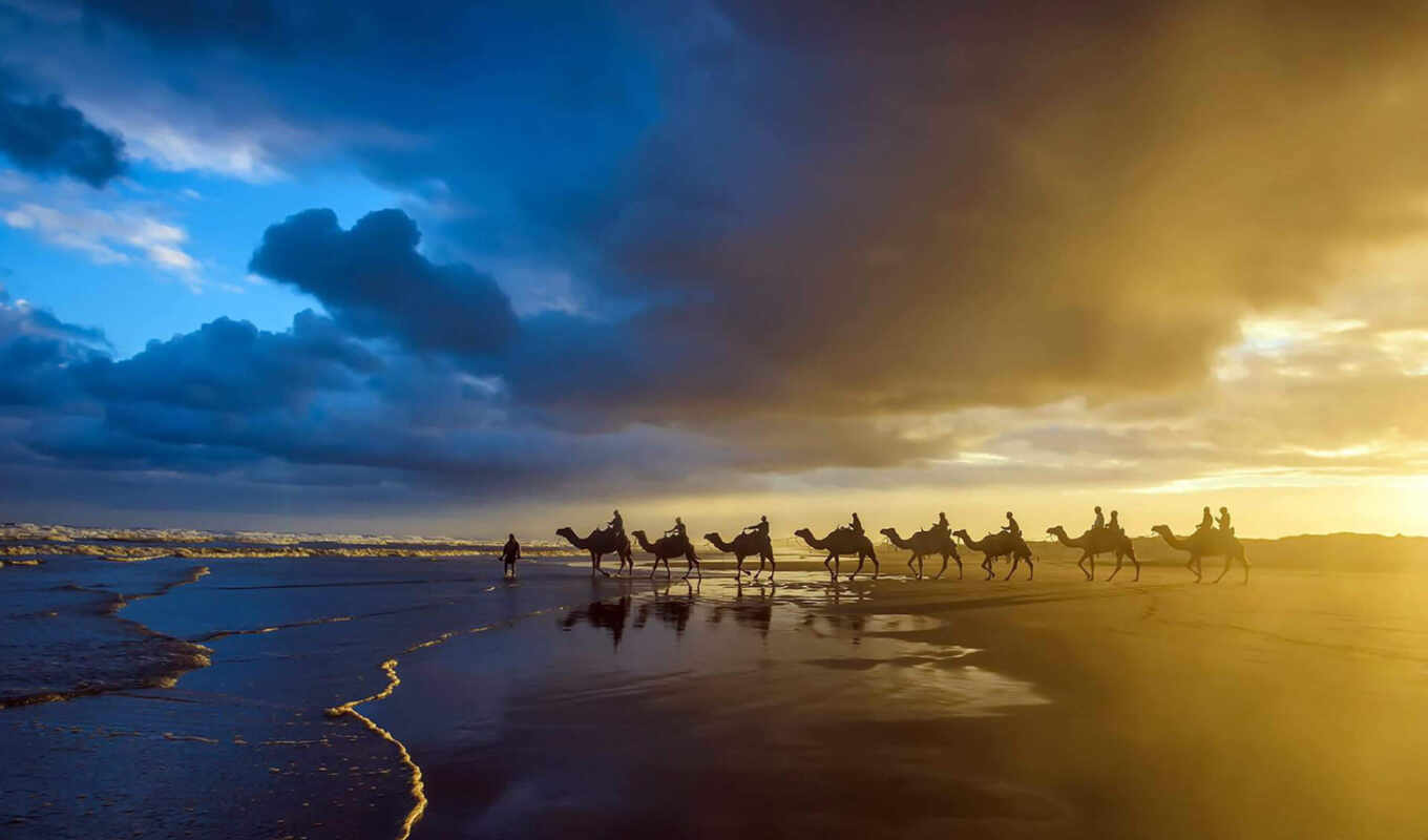 природа, закат, красивые, пляж, море, берег, caravan, zhivotnye, camel, верблюды, оцелот