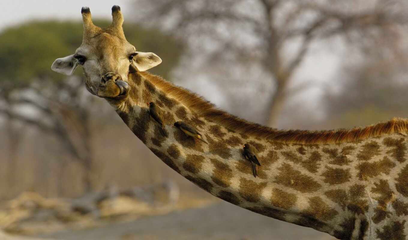 африка, жираф