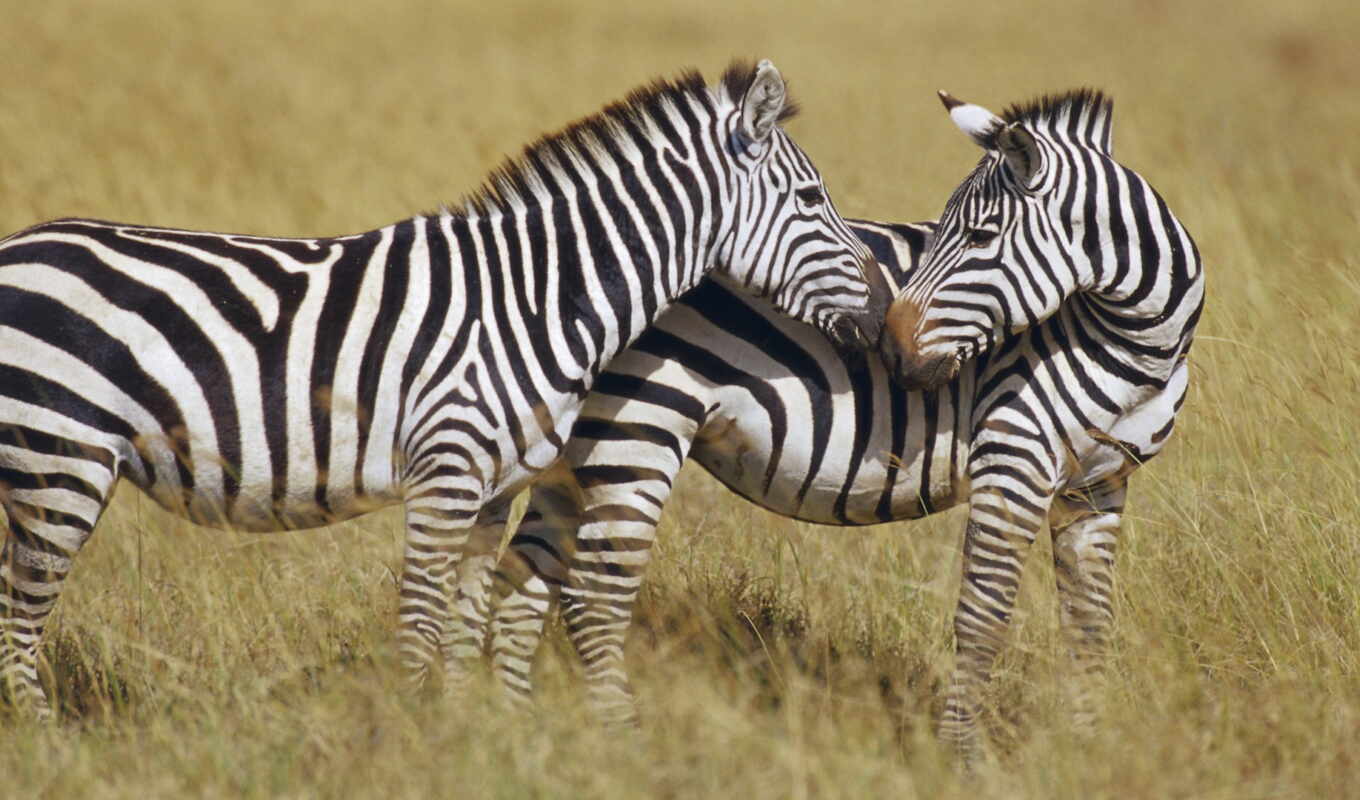 animal, zebra