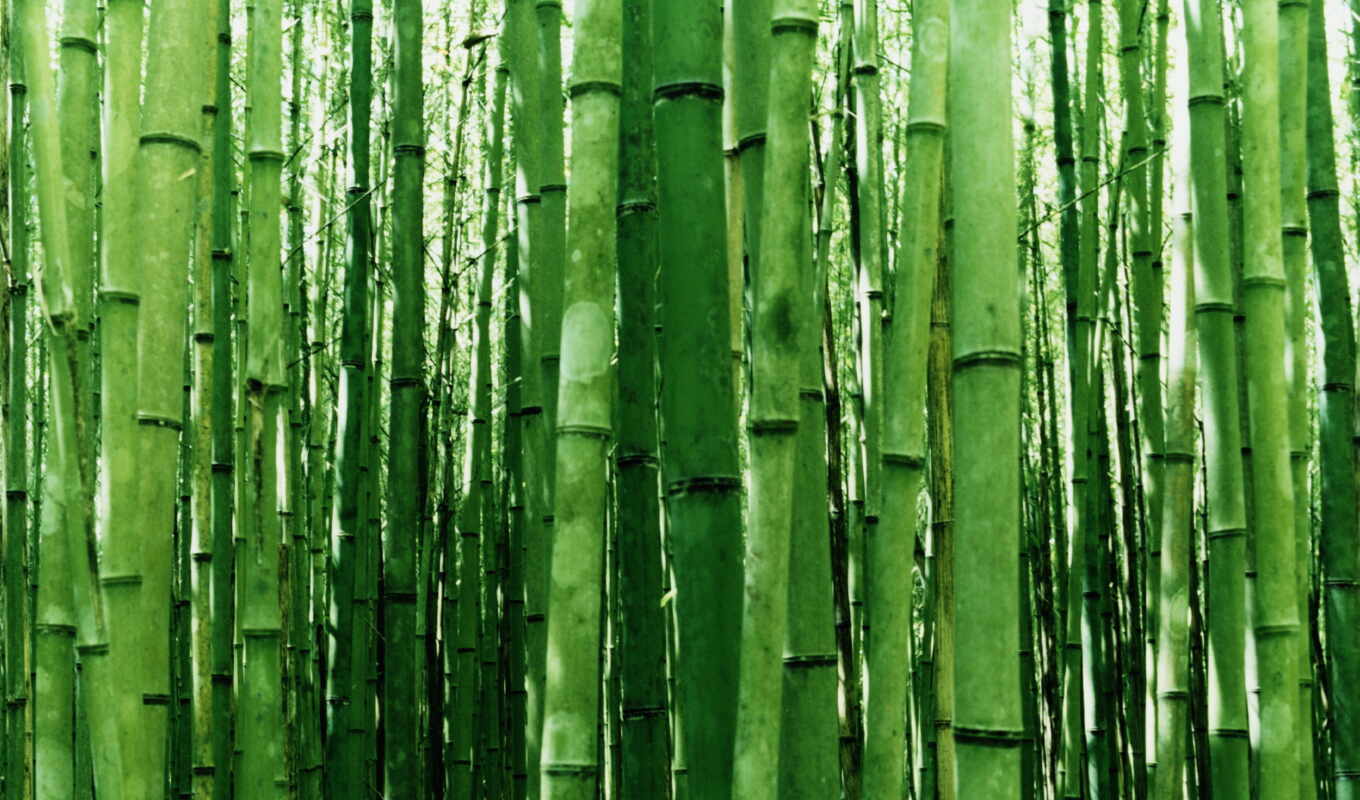 photo, window, bamboo, line, vertical, vista