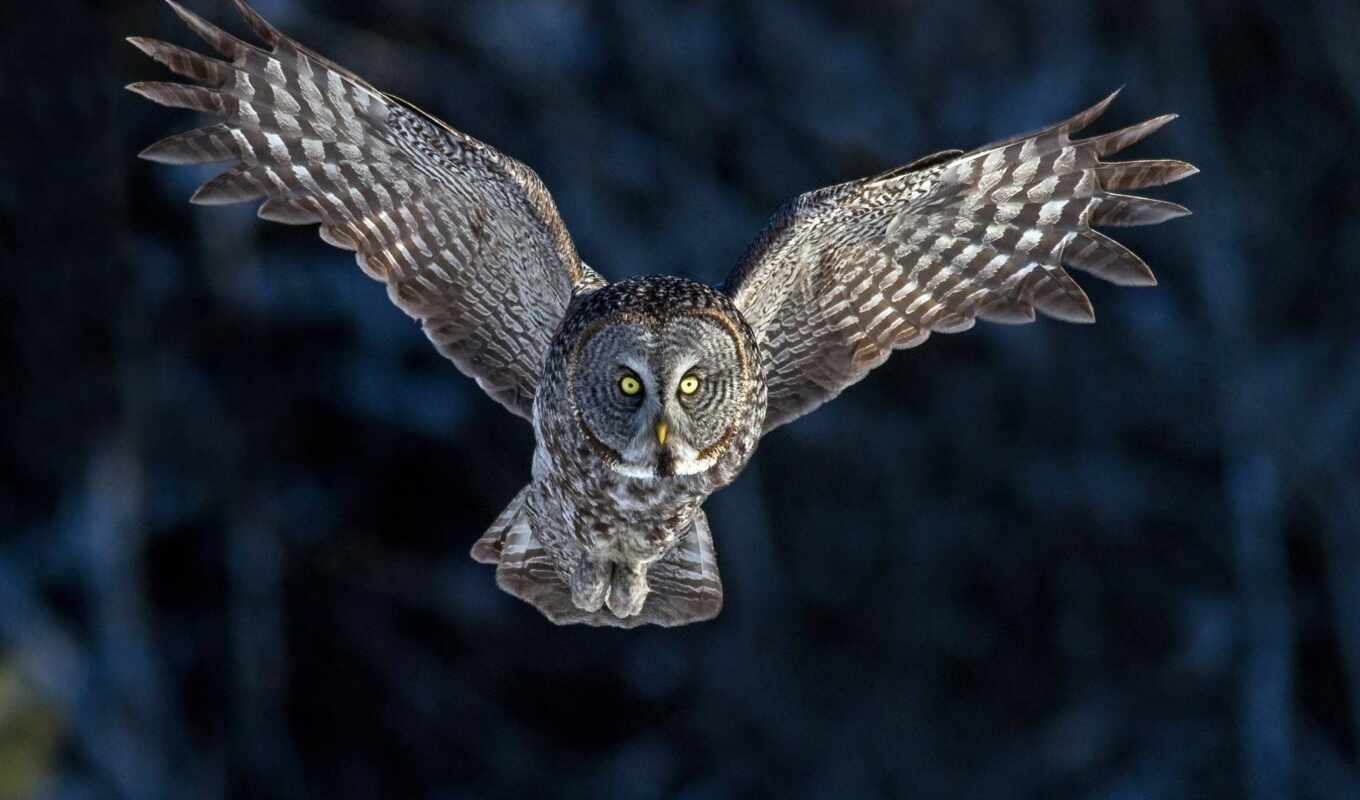 flight, owl, animal, weed, pictures, free, buring, terbang