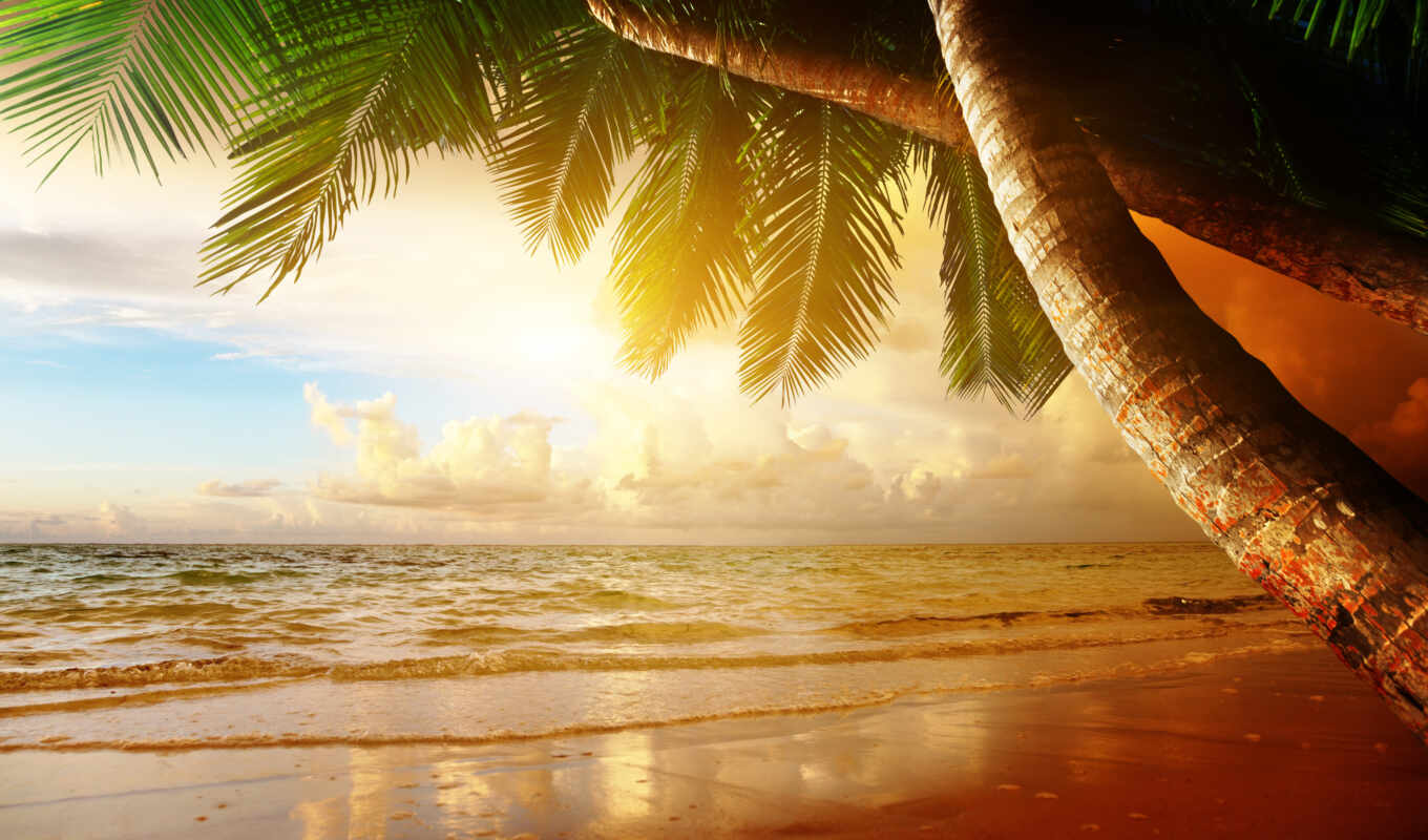 фото, дерево, море, красивый, palm, libre, seashell, фотообои, puebla, droit