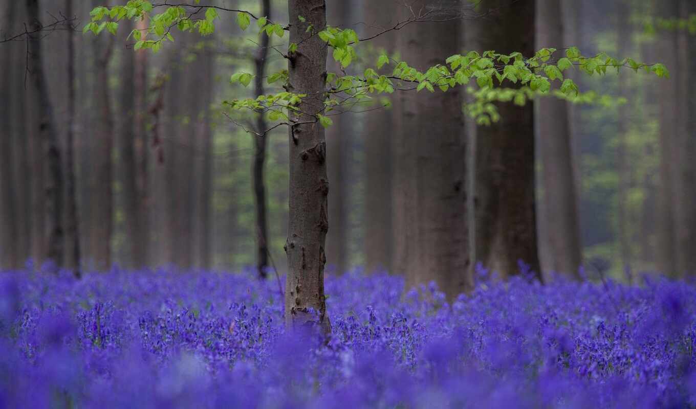 nature, flowers, forest, field, spring, depth, because