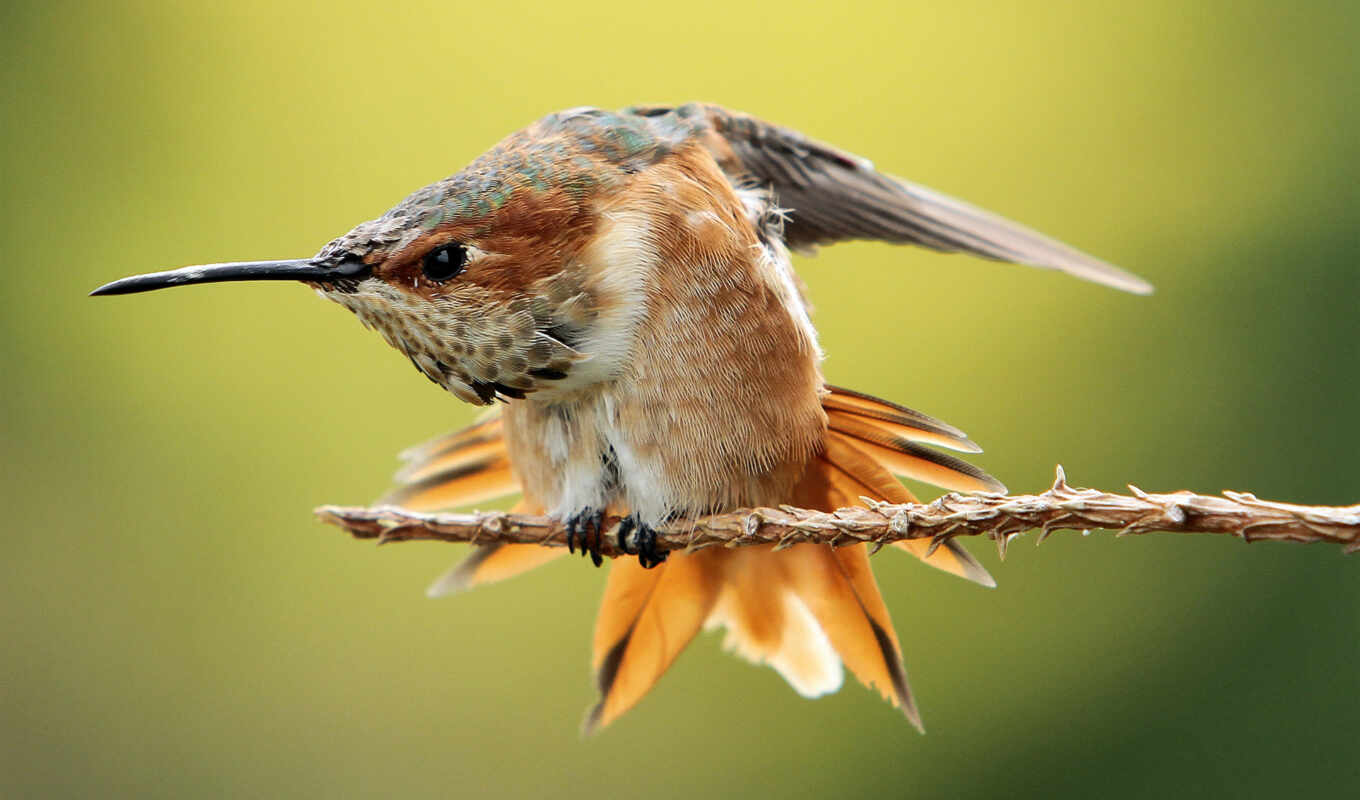 tapety, hummingbirds
