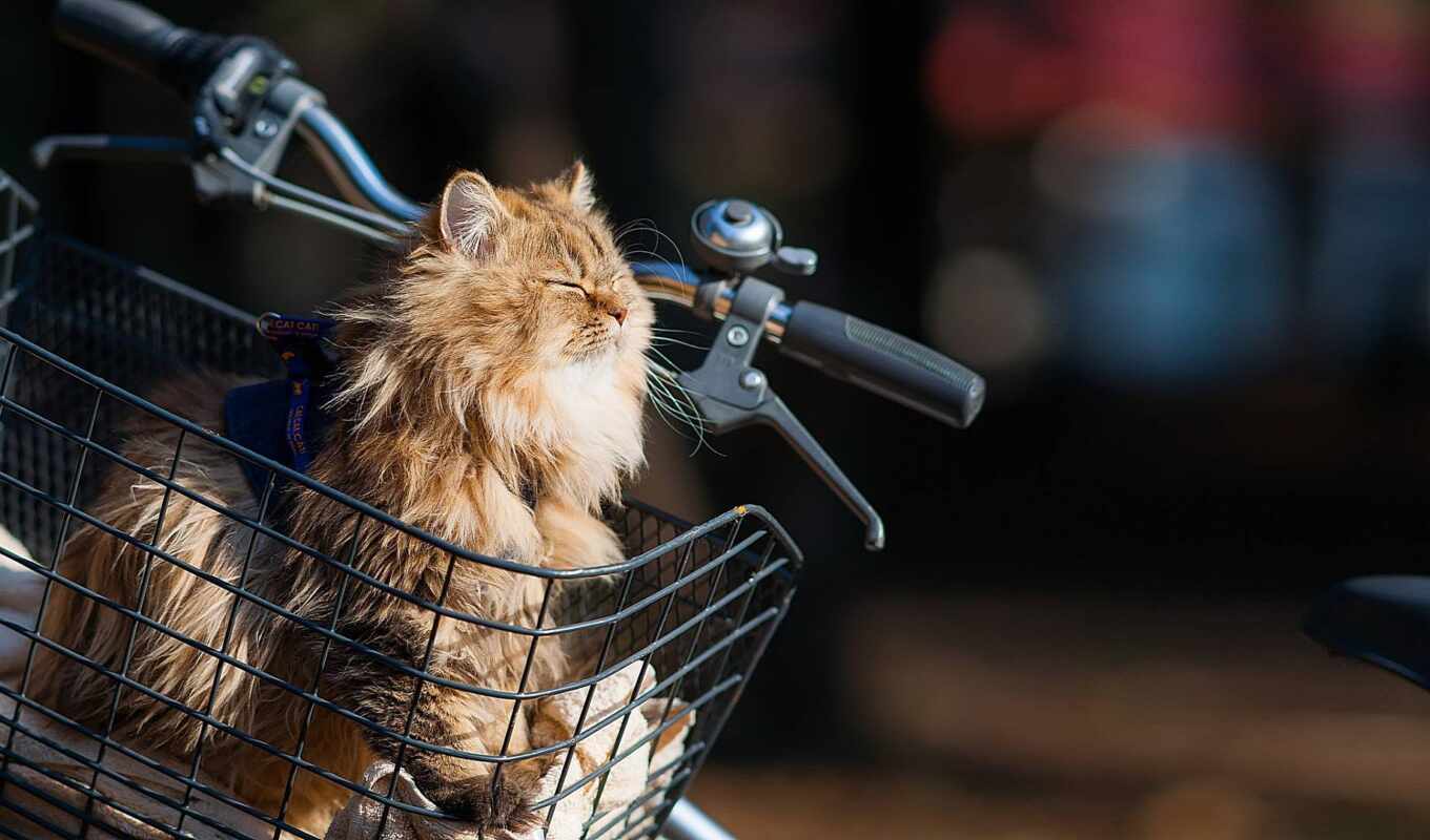 cat, bicycle, yin