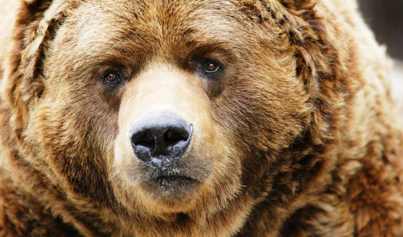 картинка, медведь, просьба, итог, grizzly, кадьяк