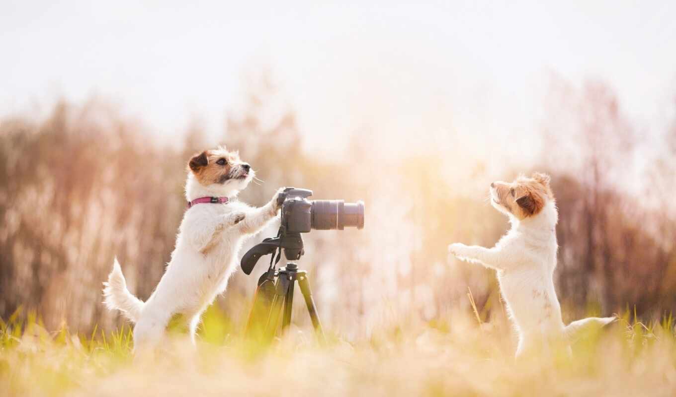 nature, photo camera, field, dog, animal, depth
