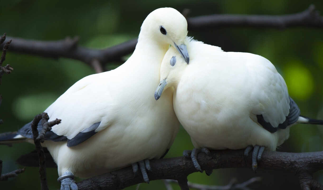 love, пара, branch, голуби, птицы