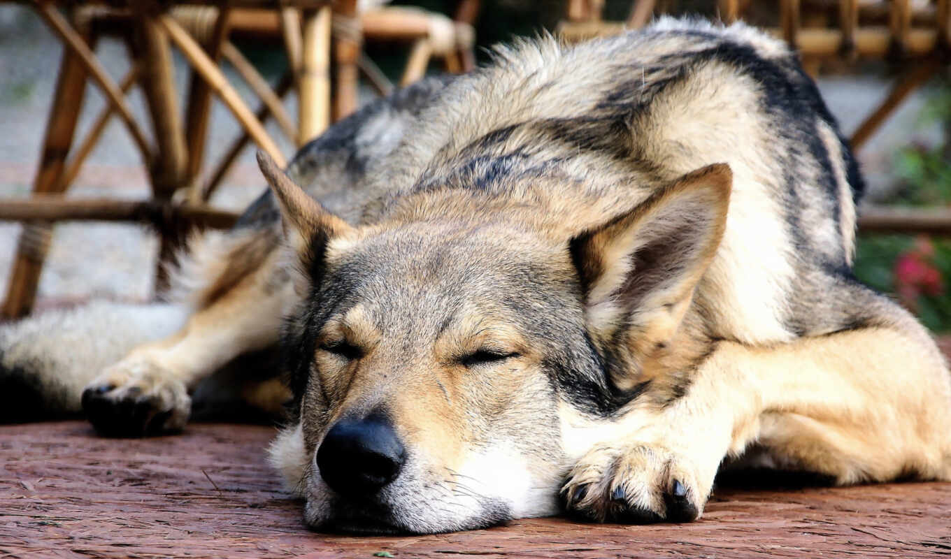 dog, husky, pinterest, Czech, sleeping, discovered, nut, greek nuts, wolf