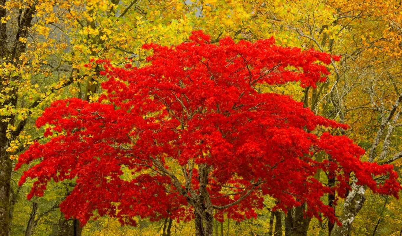 коллекция, red, дерево, осень, листва, card, trees, деревьев, bush, абонент