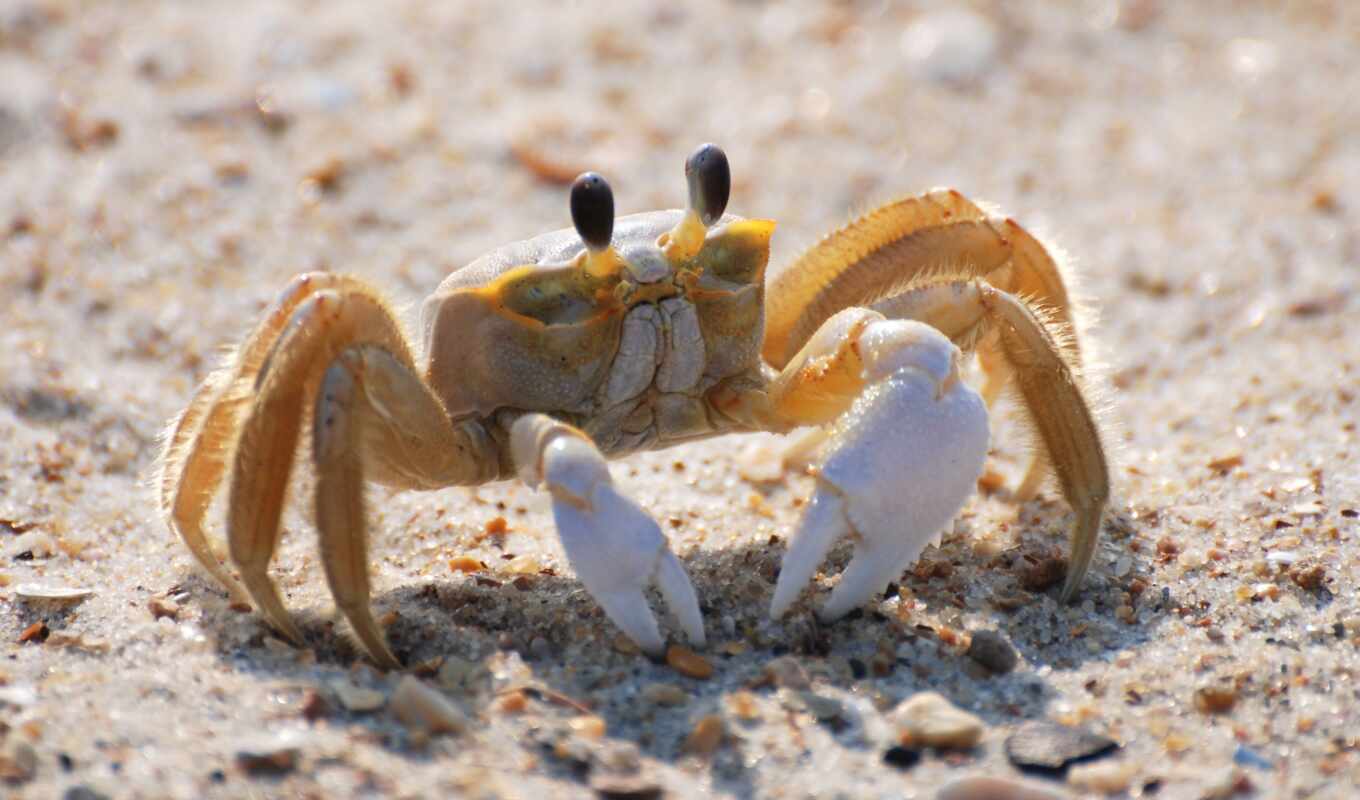 ipad, ghost, пляж, песок, animal, crab, fauna, ocypodidan, decapoda, dungeness
