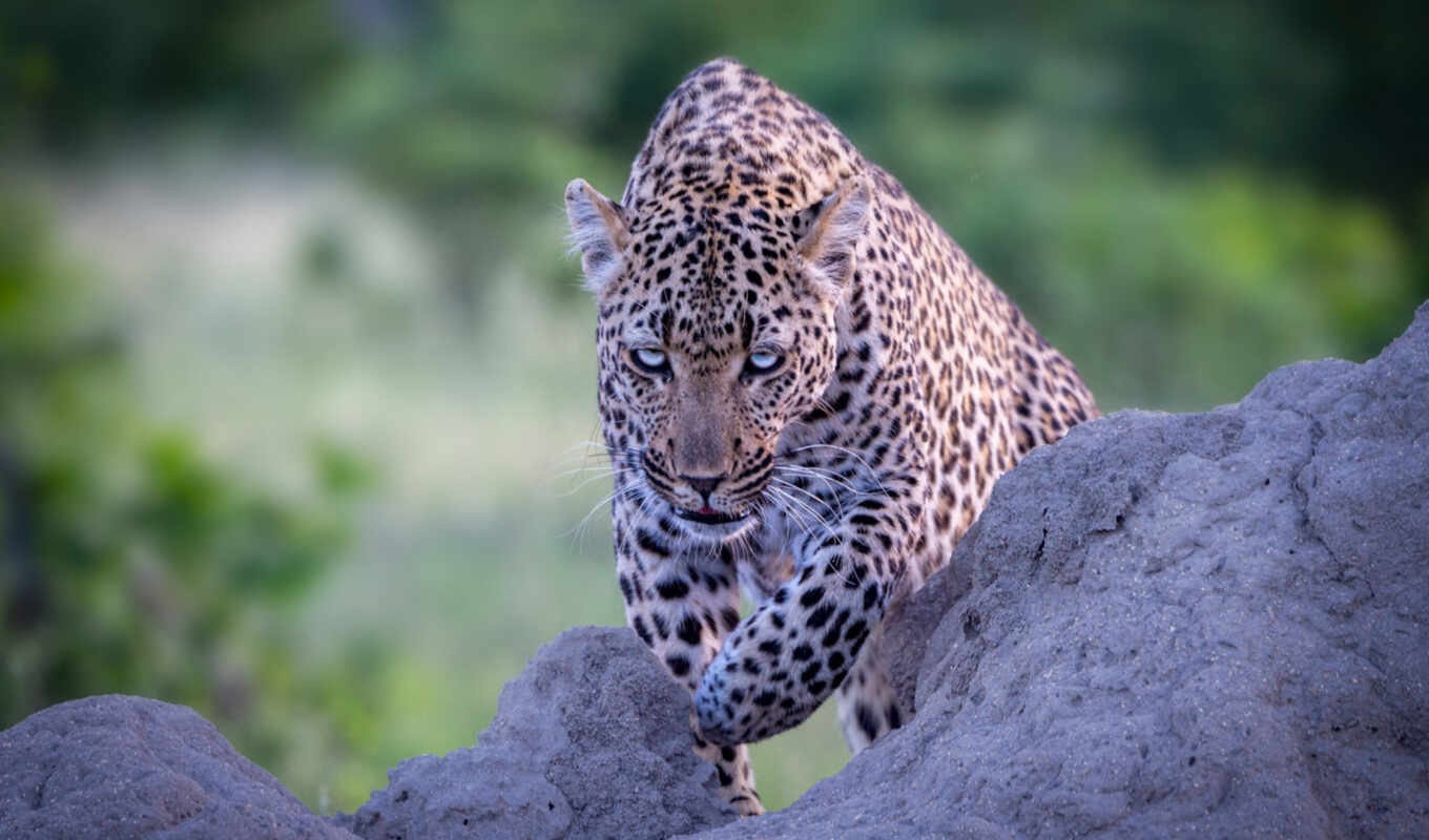 background, leopard, stare