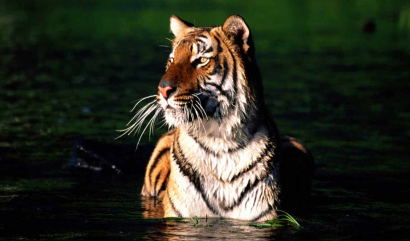 тигр, bangladesh, сундарбан