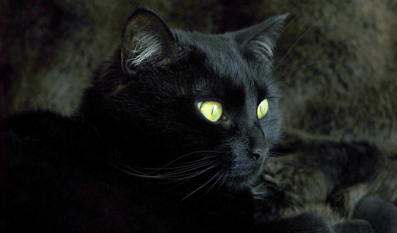 кот, нас, time, little, давайте, жизни, кошкой, черной, испытывал, суеверного, хотя, страха, пойдет, признаемся