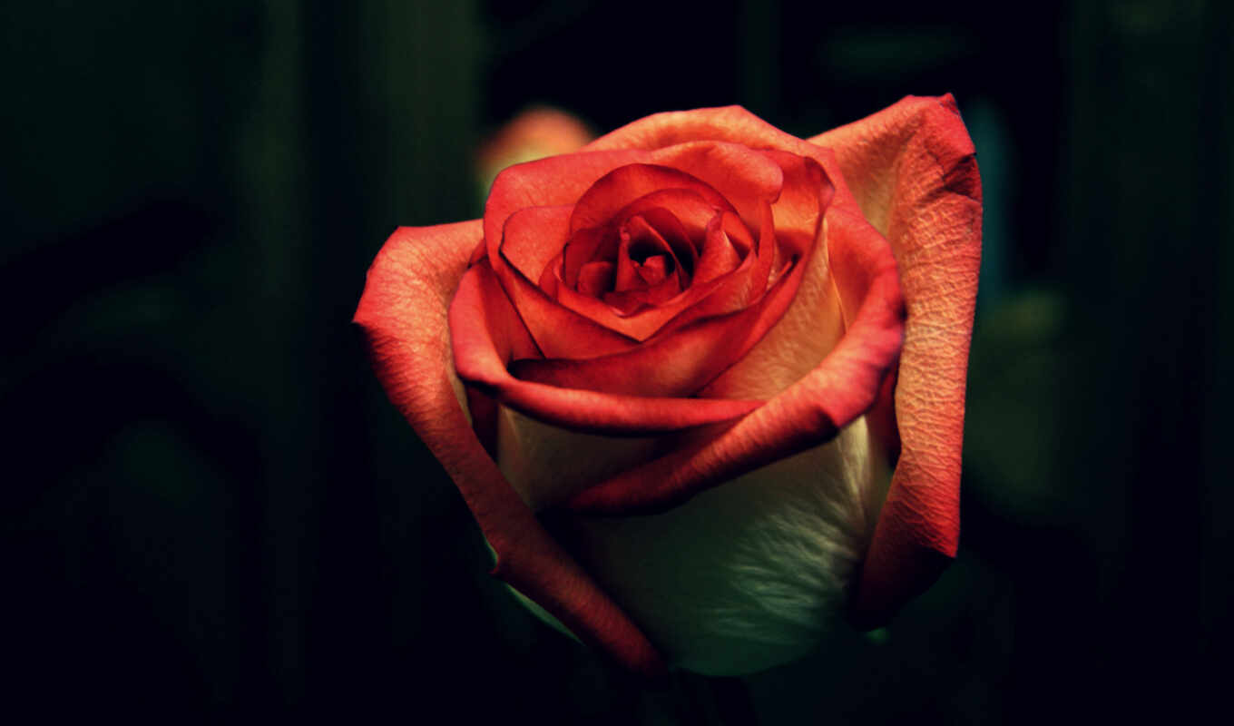 июня, розы, cvety, roza, совершенно, категория, цветок