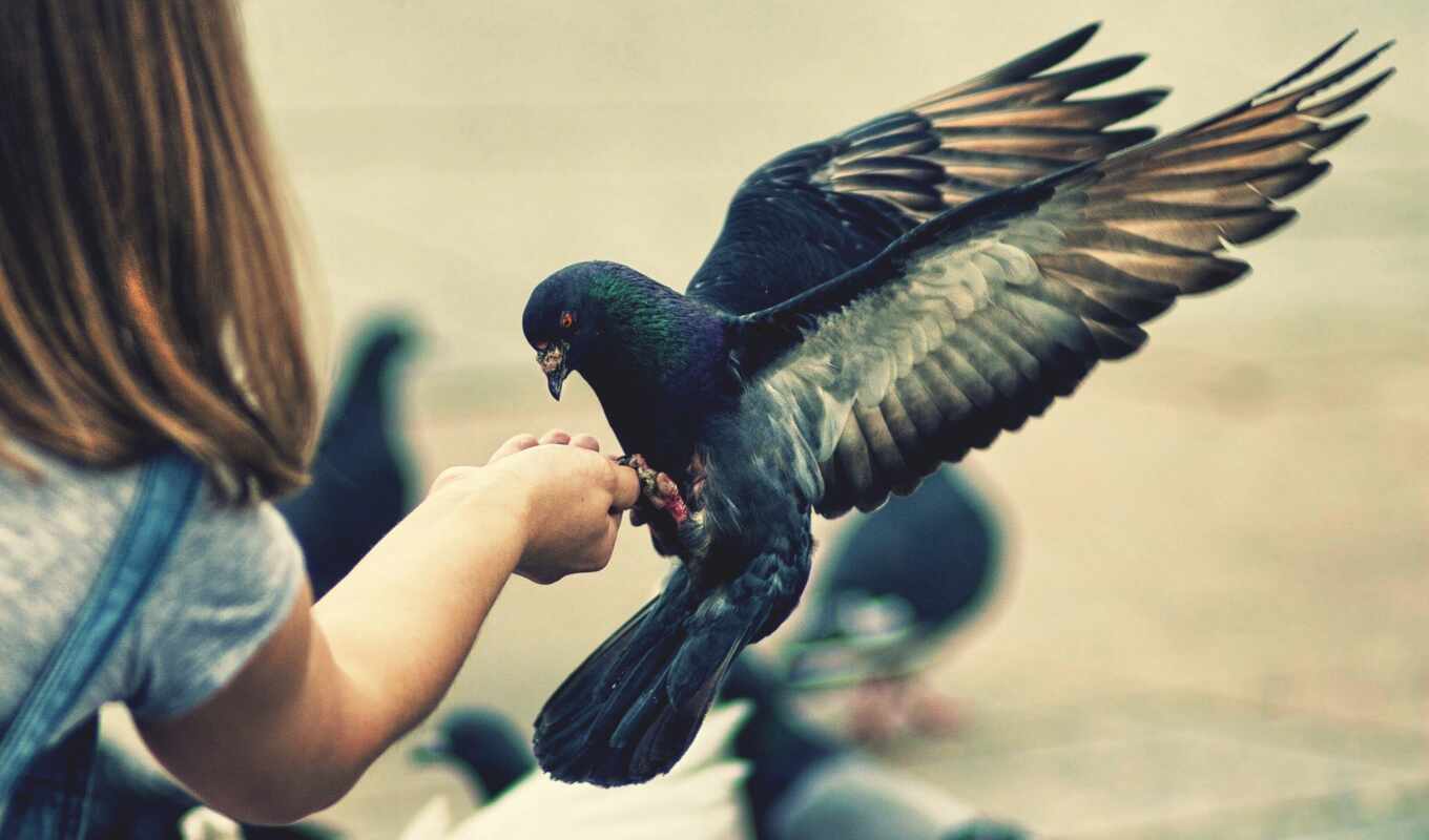 девушка, girls, cute, птица, birds, feeding