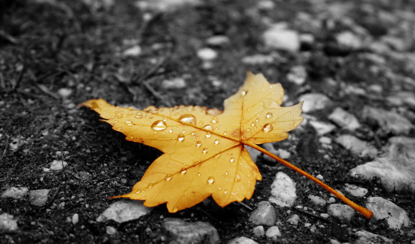 лист, дождь, water, осень, асфальт