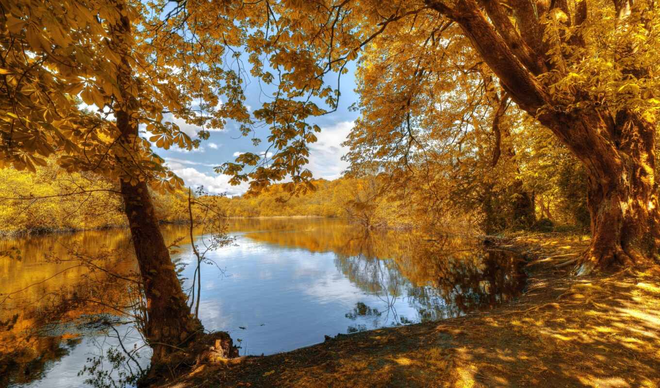 природа, лес, осень, отдых, листва, желтые, река, trees, рыбалка, красиво
