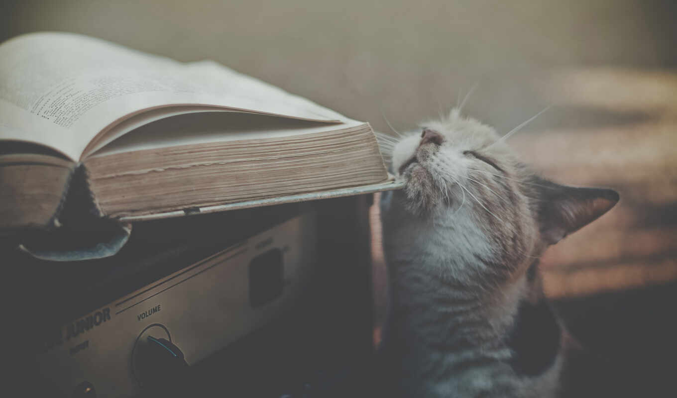 книга, красивые, кот, кошки, приемник, книгой