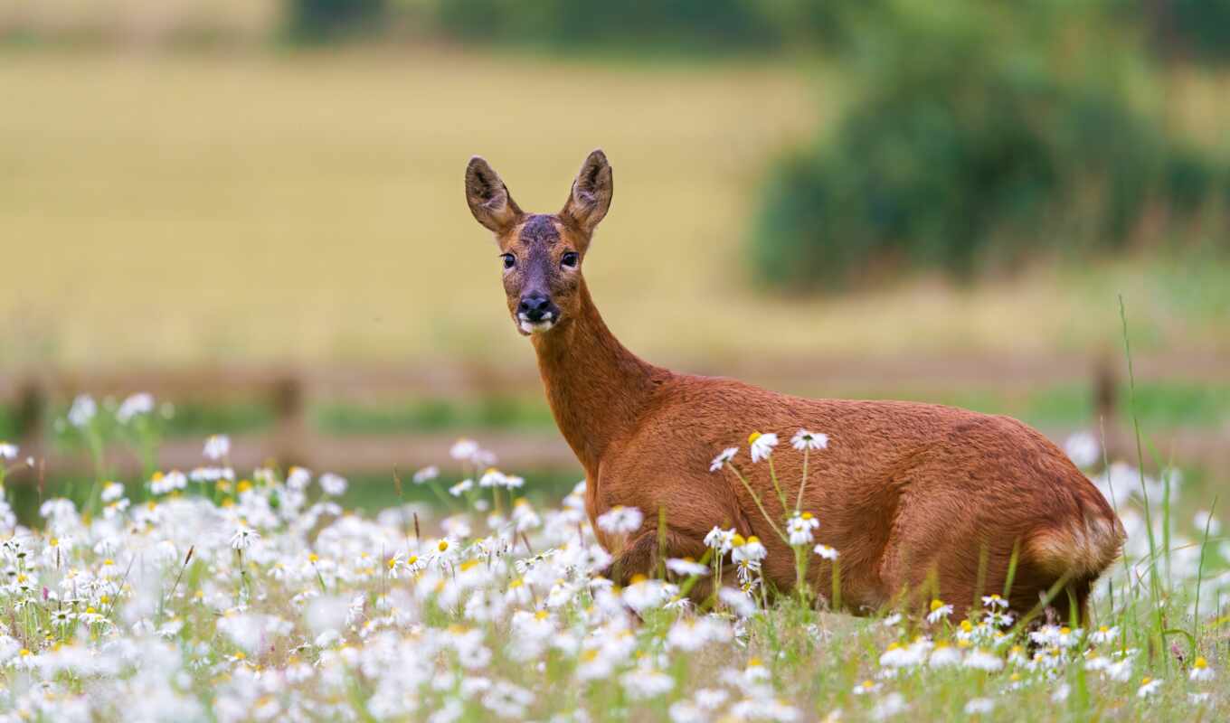 nature, flowers, view, summer, field, fox, autumn, lawn, doe, chamomile, roe deer