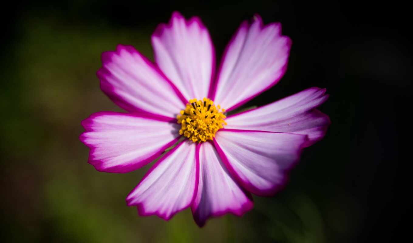 photo, flowers, purple, pink, picture, flor, cosmo, free, pixabay, im genes
