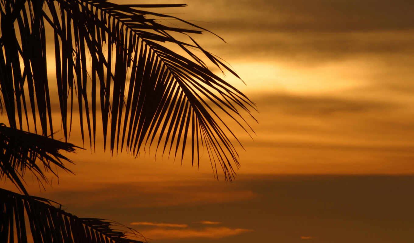 sunset, palm
