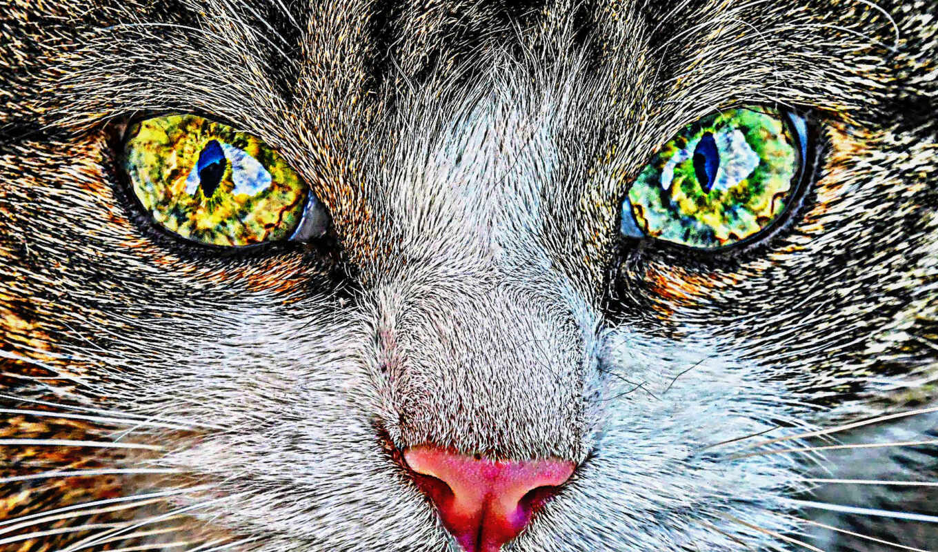 зелёный, кот, eyes, там, розовый, нос