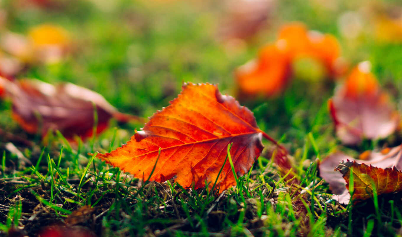 природа, лист, макро, трава, осень, оранжевые, листья