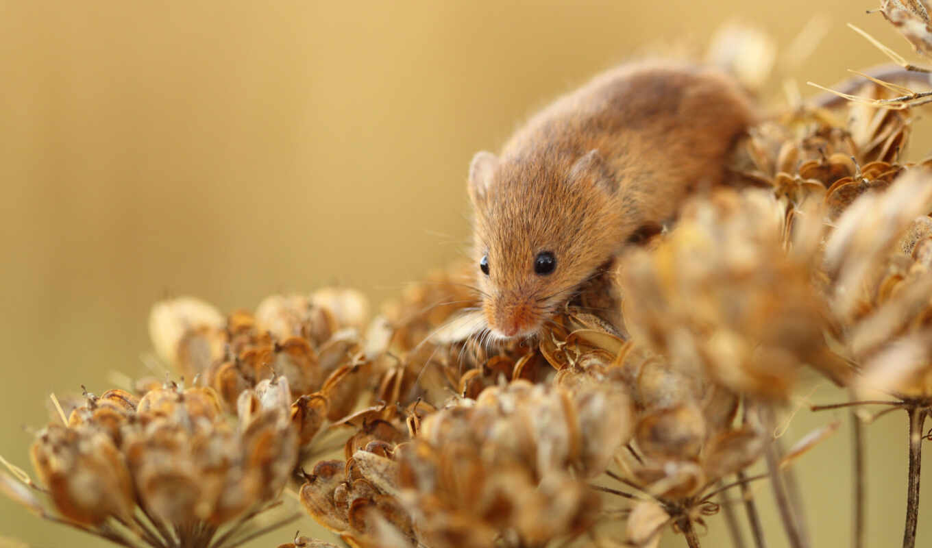 flowers, ginger, plant, dry, mice, mouse, pole, field