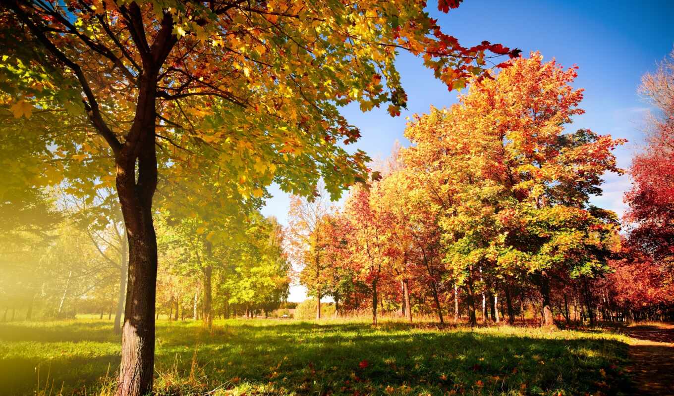 природа, широкоформатные, сайте, высокого, landscape, осень, листва, park, trees, трек