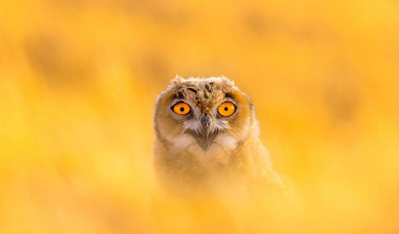 grass, owl, down, long, orlan, yellow, snowy, hide, chicken, headlamp, among the