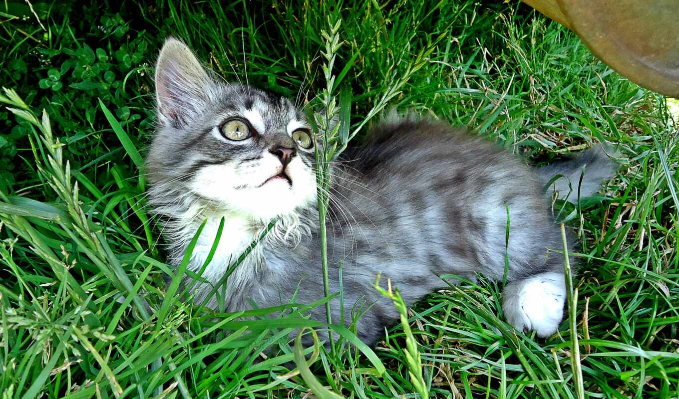 кот, котенок, playful, preview, трава, серый, short