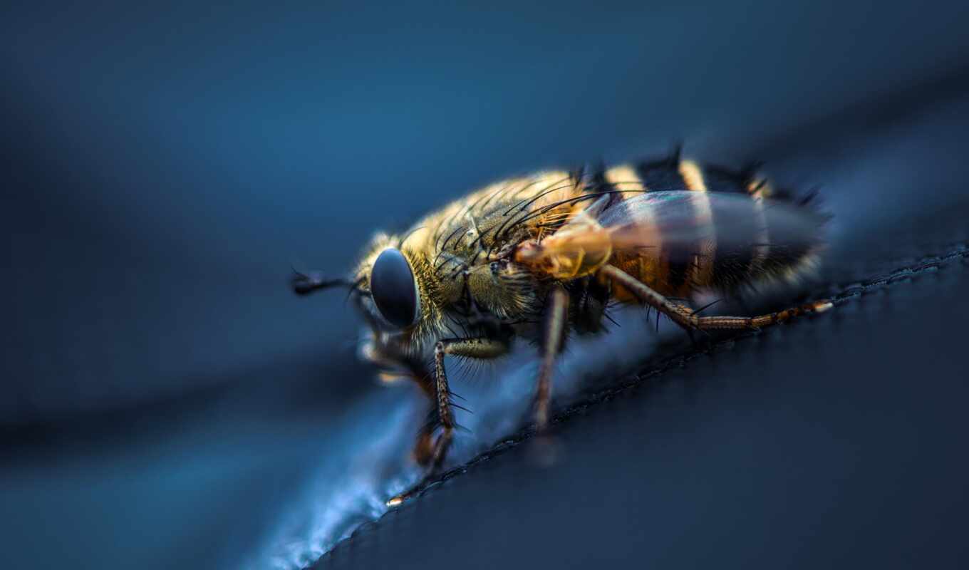sony, bee, popularity, different, human, galaxy, insect, note, fly, makryi, pchelyi