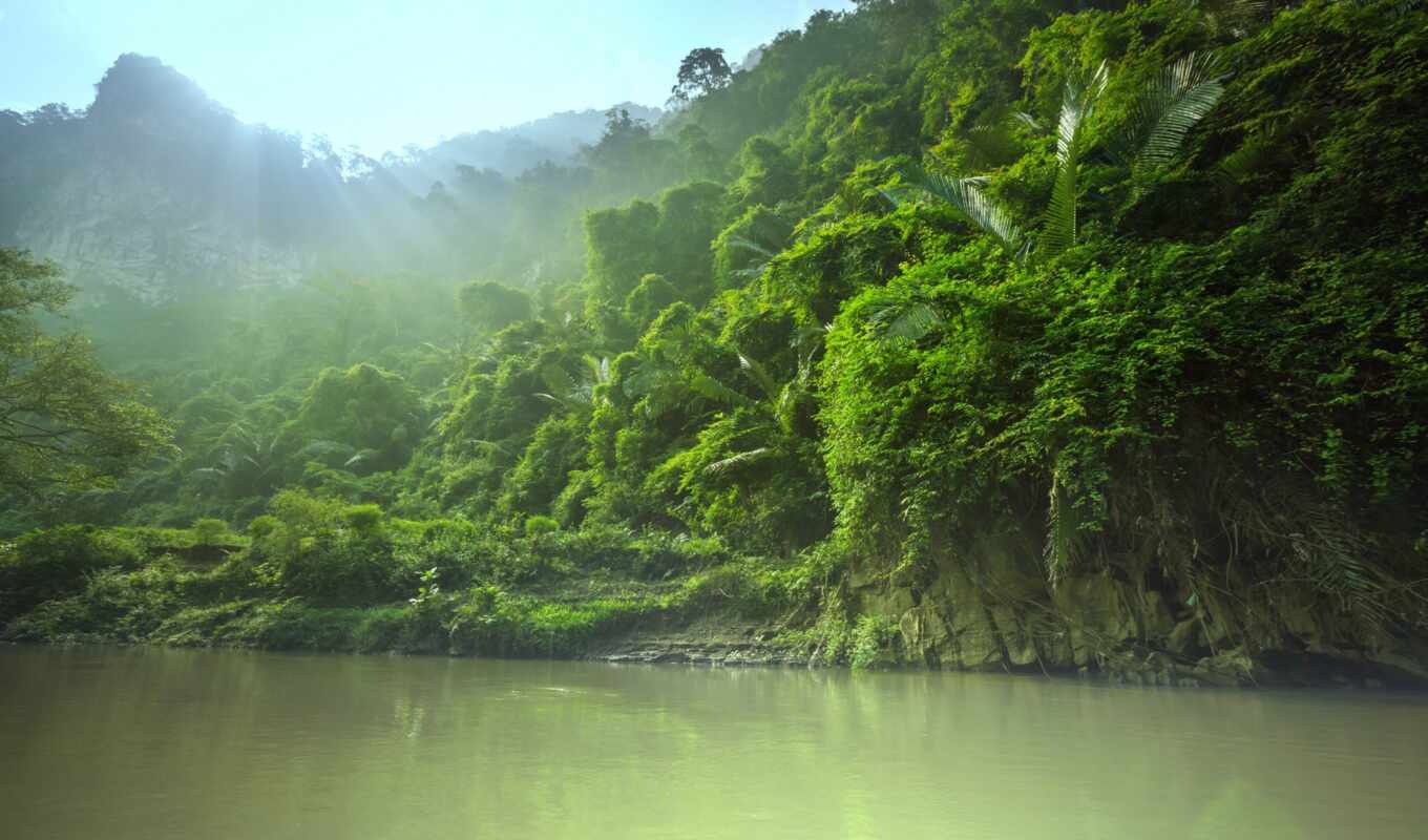 nature, jungle, forest, river, tropical