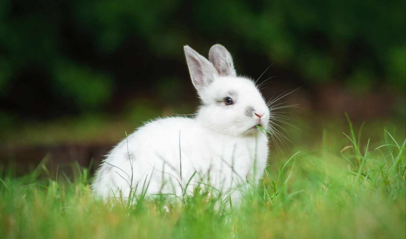 animal, rabbit