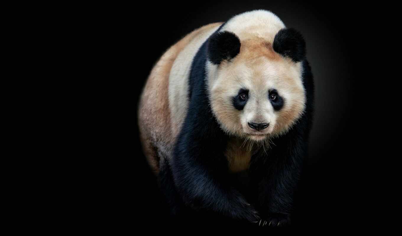 панда, peakpxpage