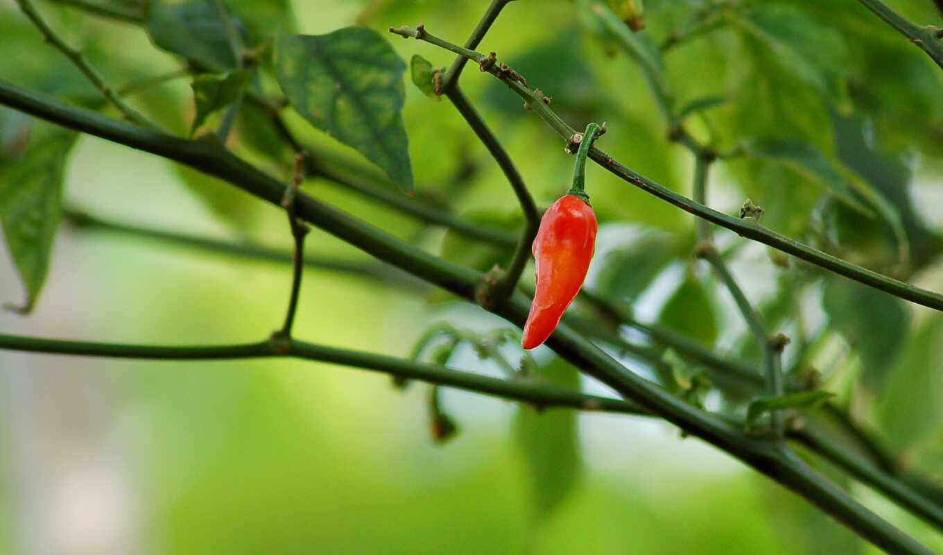 red, india, pepper, chili, let