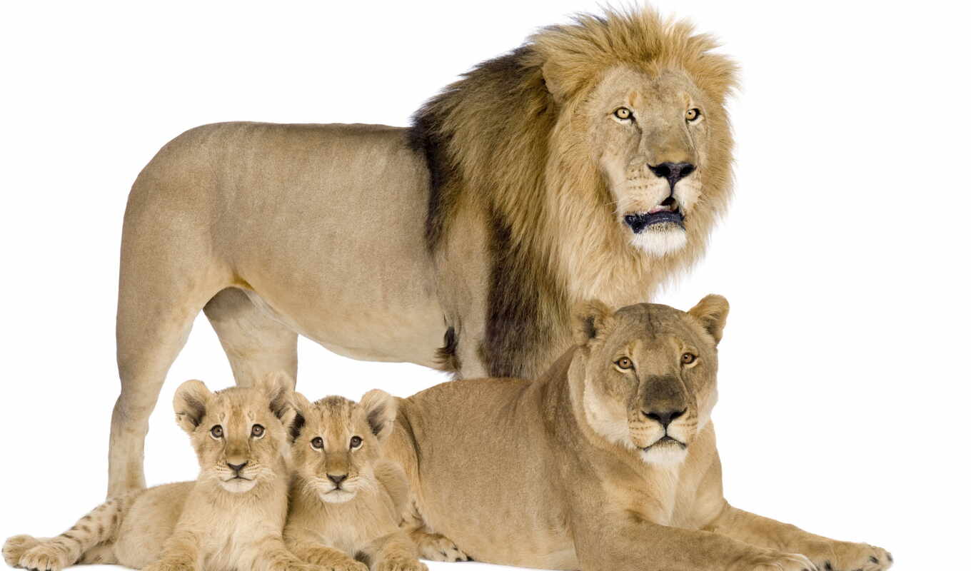 lion, львы, семья, львица, львята