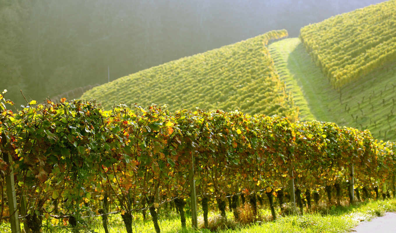 природа, утро, виноград, vineyard, холмы, реестр, виноградники