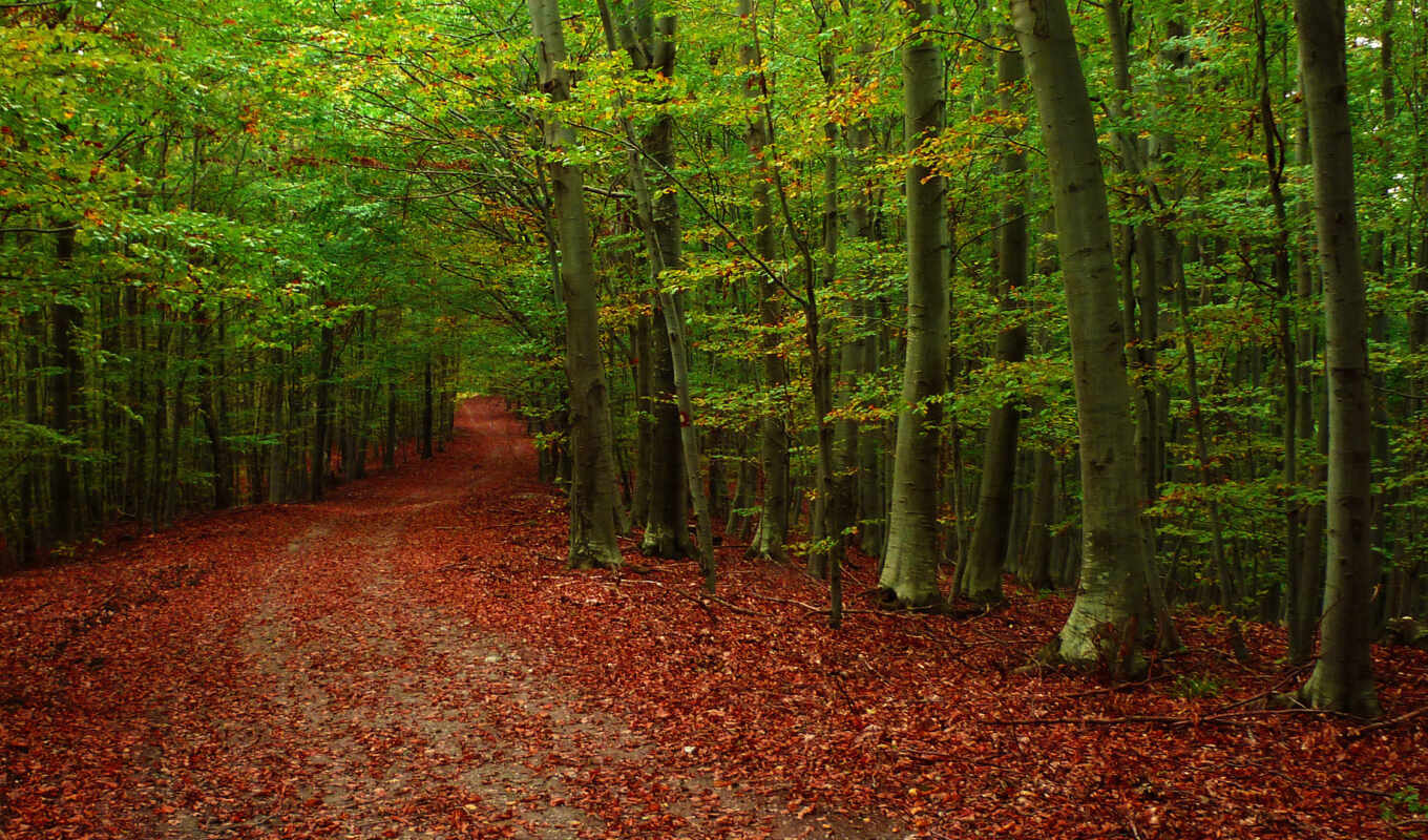 природа, лес, дорога, осень, листва, яndex, trees