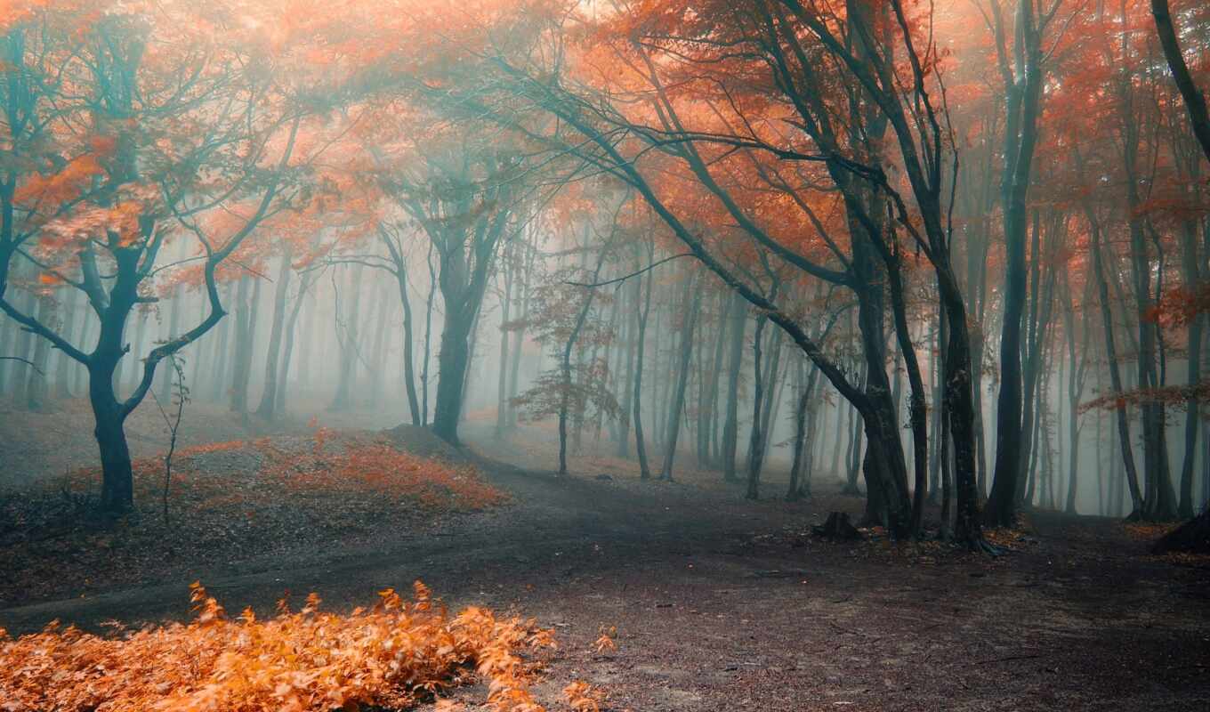 nature, collection, forest, road, autumn, foliage, trees, fog