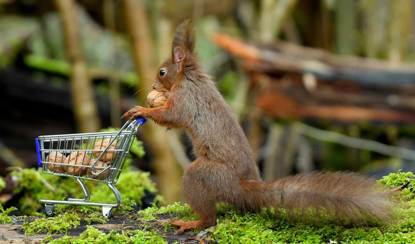 shop, squirrels, the cart